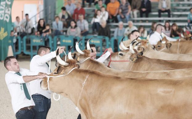 Gijón recupera este fin de semana la gran cita ganadera de San Antonio