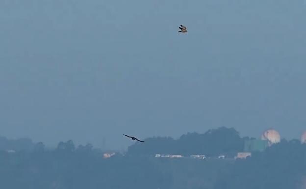 Vídeo: el impresionante vuelo de los halcones sobre el Cantábrico en Quintes