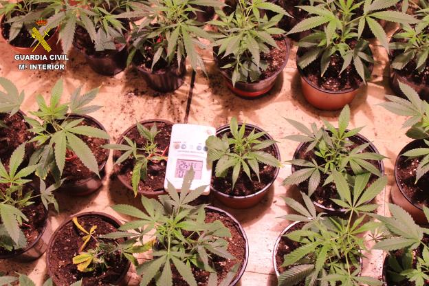 La Guardia Civil desmantela en Trasona un laboratorio para la producción de cannabis