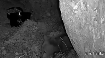 Vídeo: las primeras imágenes del osezno protegido por su madre ante el ataque de un macho