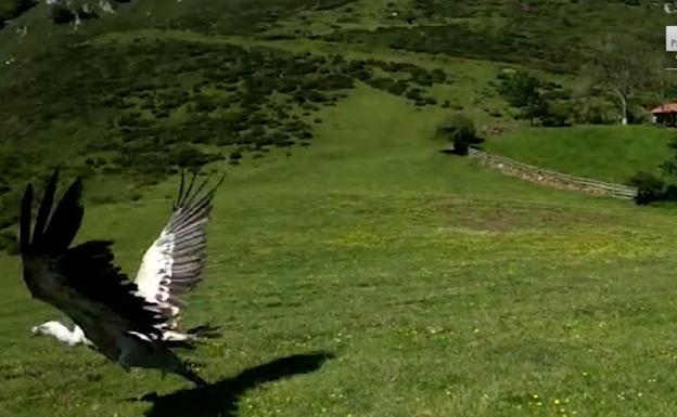 El vuelo hacia la libertad de un buitre leonado en el Parque Natural de Redes