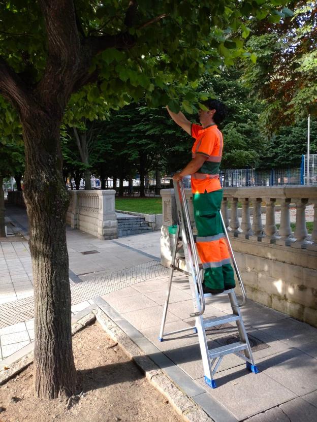 Emulsa inicia una campaña contra la plaga del pulgón del tilo que afecta a los árboles de la ciudad