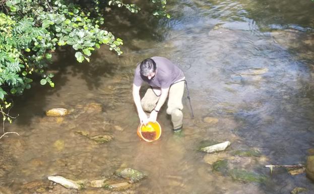 Suelta de 22.000 alevines de trucha en Riosa y Morcín