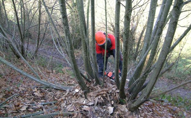 Tineo se convertirá en la sede de un centro nacional para la protección forestal