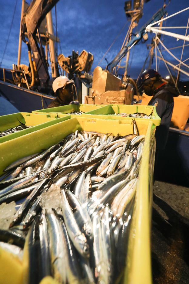 El chicharro, la merluza y el bocarte tiran de los resultados de la rula en el mes de mayo