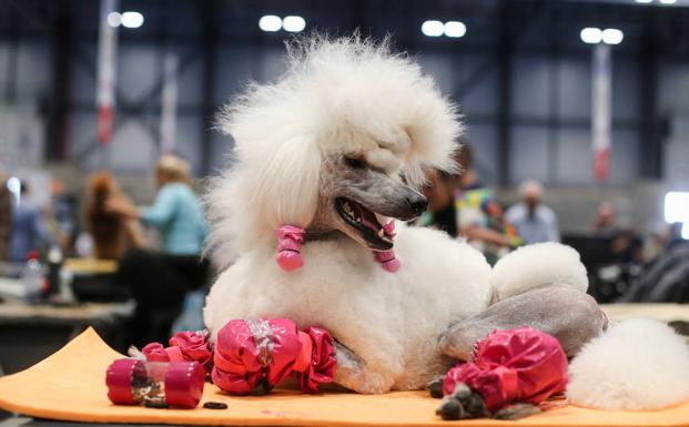 El campeón de los perros raros