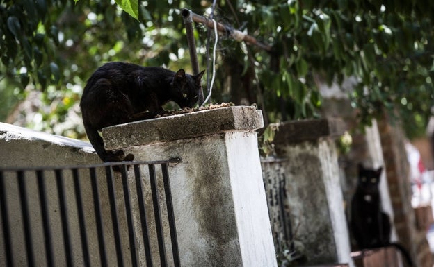 Diez millones de gatos libres, estériles o muertos