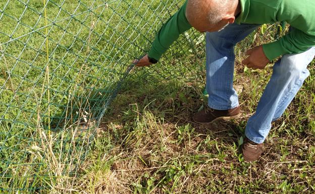Un grupo de jabalíes detroza los huertos urbanos de Valgranda