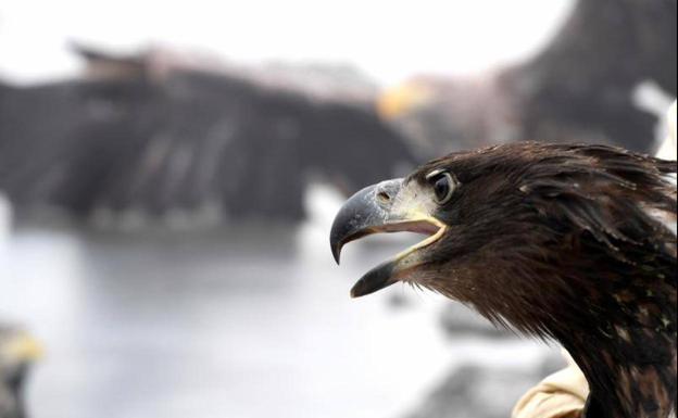 Un nuevo grupo de pigargos llega a Ribadedeva para su reintroducción experimental