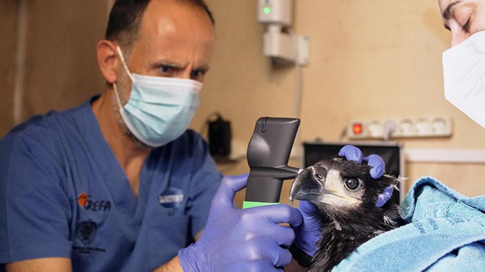 Vuelve a Pimiango el pigargo europeo