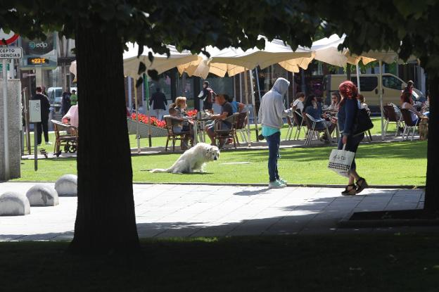 La ordenanza de animales entrará en vigor este viernes sin sanciones los tres primeros meses