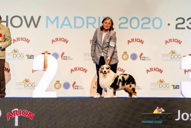 Soto tiene el mejor pastor australiano del mundo