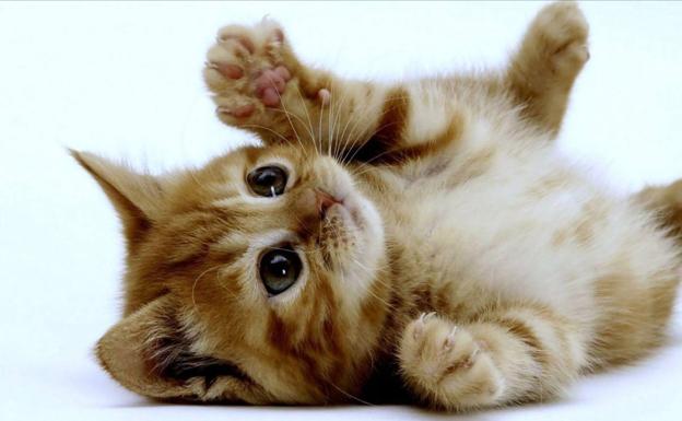 ¿Puede un gato con covid infectar a su dueño?