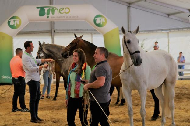 56 pura sangre española participan en el concurso morfológico de caballos en Tineo