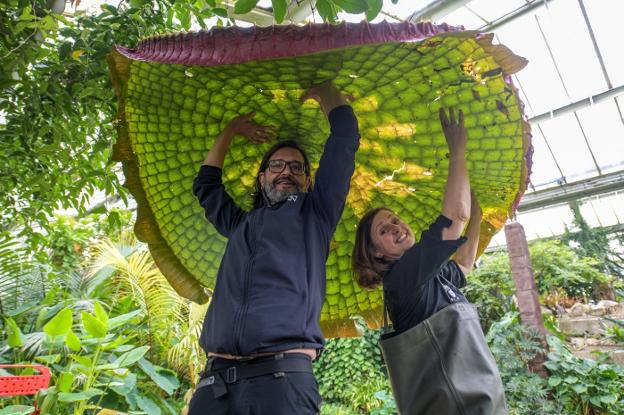 Un gijonés descubre un nenúfar gigante