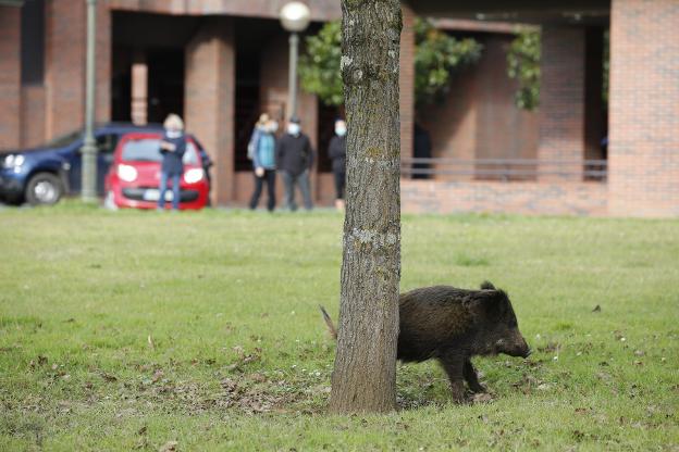 Asturias debería abatir al año 27.500 jabalíes para contener su expansión