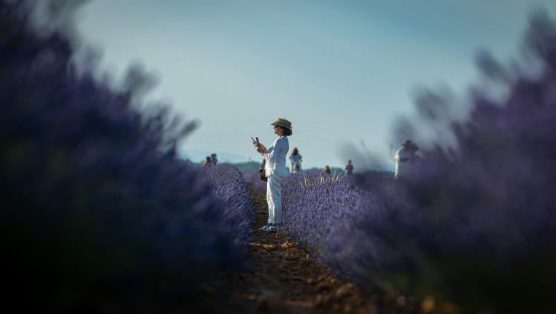 Campos de Lavanda en Brihuega, una experiencia sensorial única
