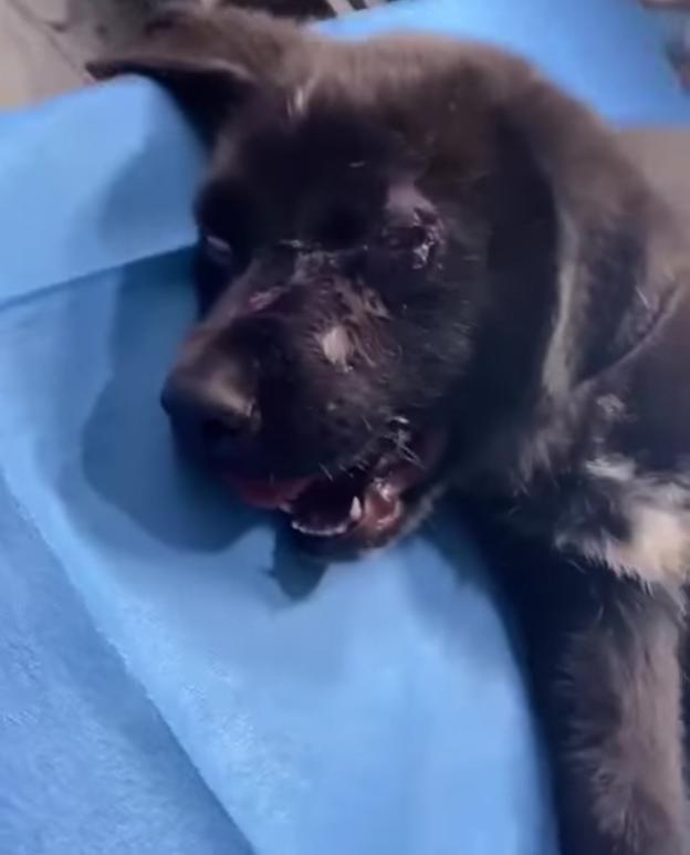 Piden ayuda para localizar al testigo de la paliza a un cachorro de perro en Mieres