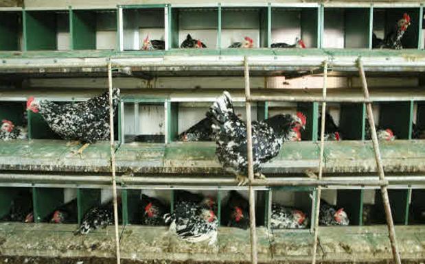 Un criador cántabro pierde 5.000 gallinas por temperaturas extremas