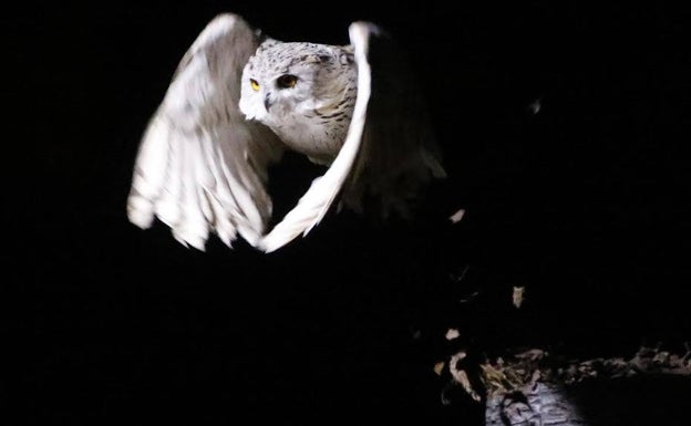 Las aves nocturnas reinan en Gijón