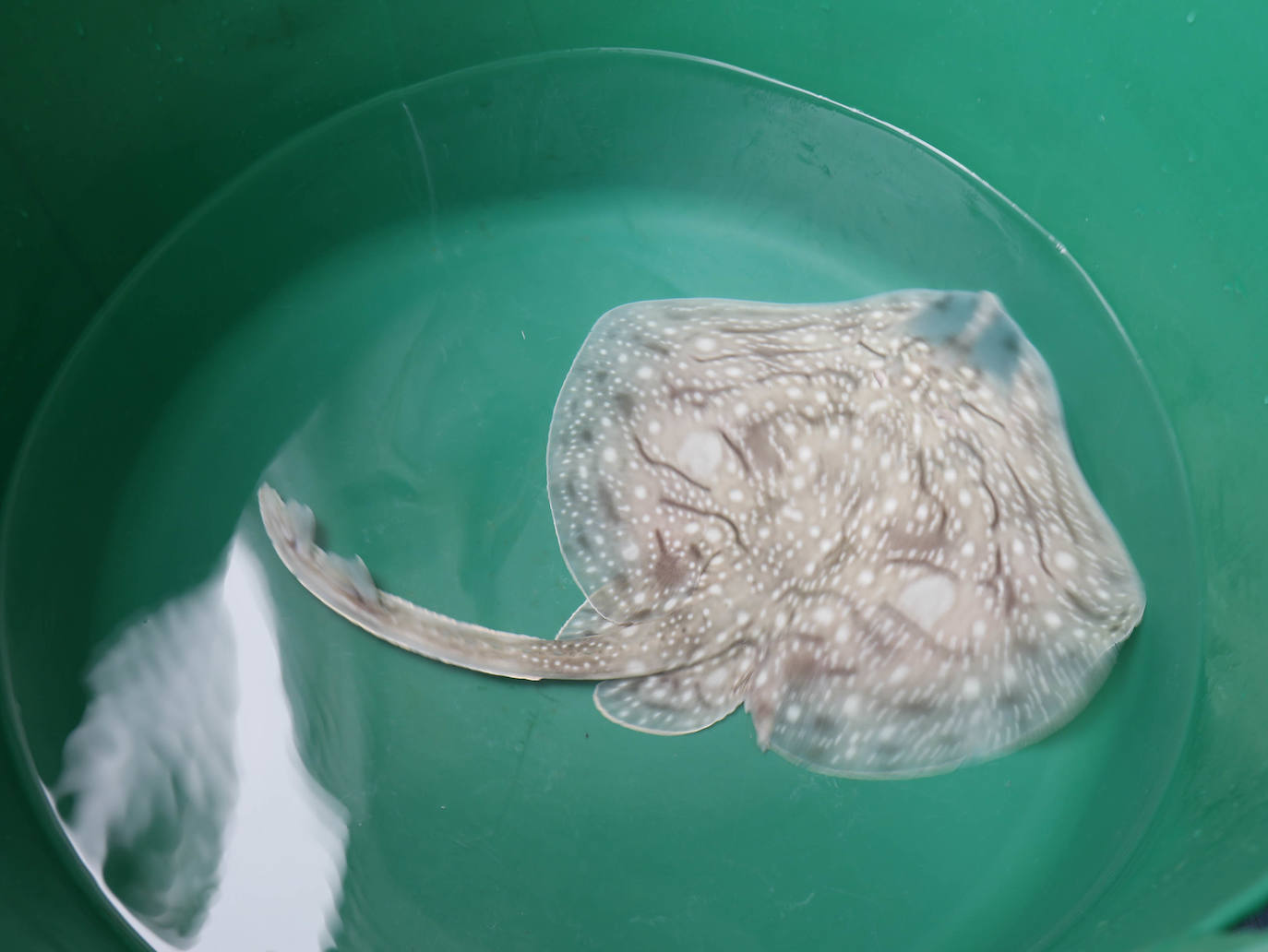 Una treintena de rayas liberadas en la playa de Poniente