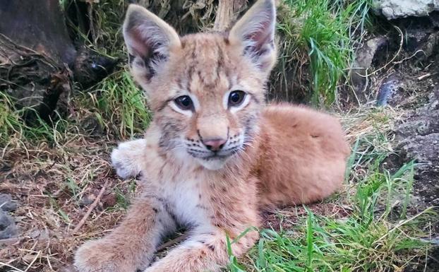 Nace 'Dora', una cría de lince, en el zoo El Bosque de Oviedo