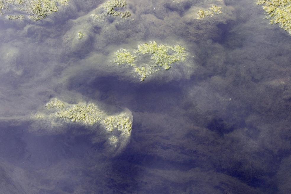 Nuevas zonas con vegetación frondosa, entre un lecho de algas