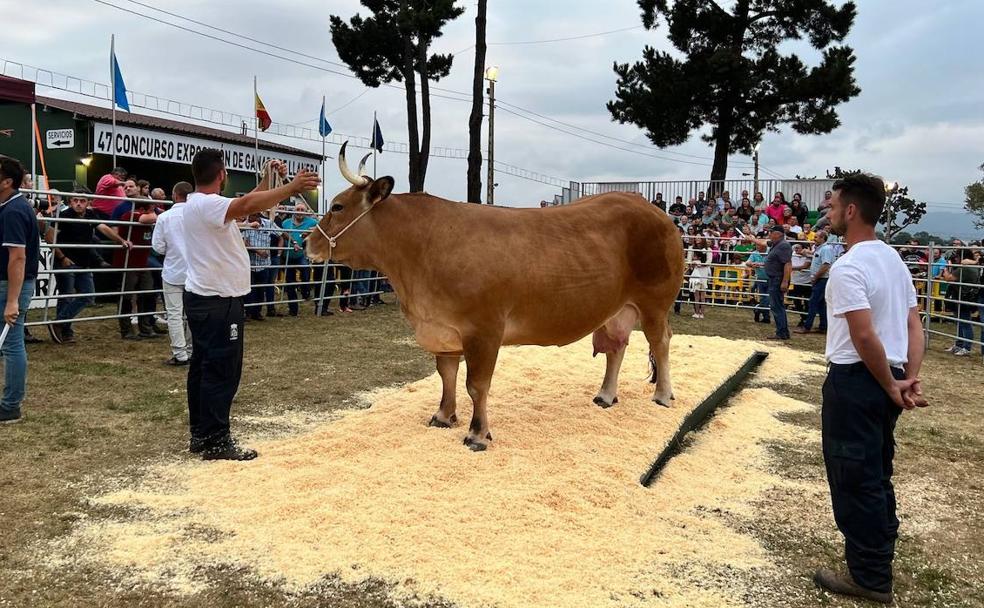 Platos ecológicos y subasta ganadera se alían en Llanera