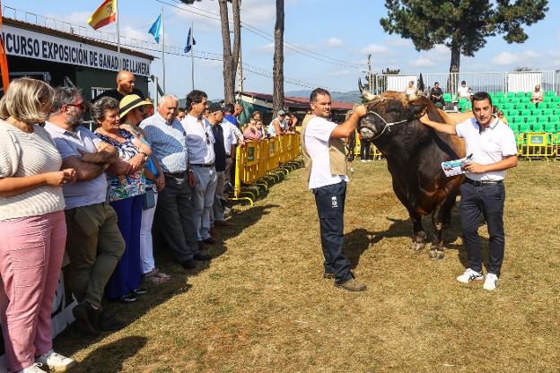 «Es un éxito que el certamen de Llanera concentrase tanta calidad de animales»