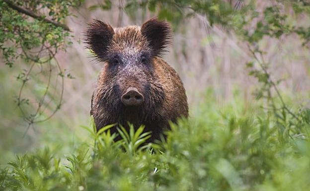 Asturias necesita sacrificar 25.000 jabalíes para frenar el avance de la especie