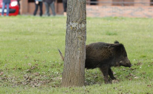 Los ganaderos y cazadores aplauden el plan para reducir las poblaciones de jabalíes