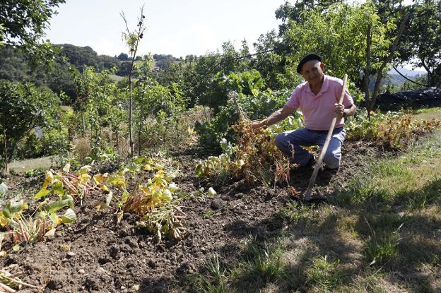 «Los jabalíes me están dejando sin nada»