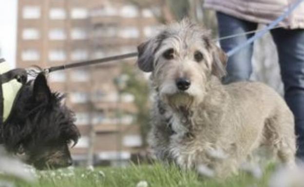 Alerta por el número de casos de anorexia y deshidratación en gatos y perros