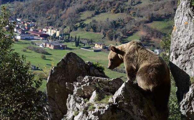 El cambio climático podría acentuar los conflictos entre osos y humanos en la cordillera Cantábrica