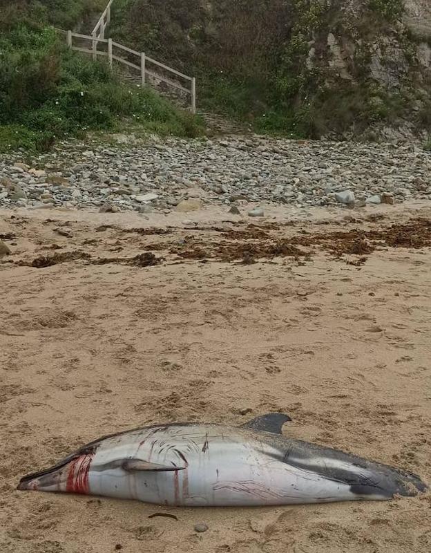 Aparece muerto un delfín en la playa de la Paloma de Tapia