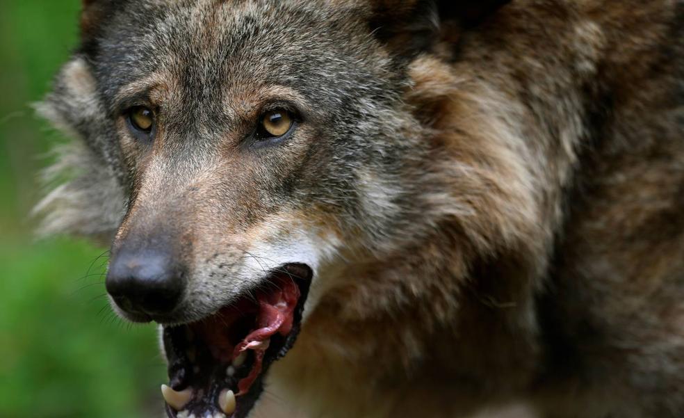 El Principado iniciará en los Picos de Europa las primeras batidas de lobos