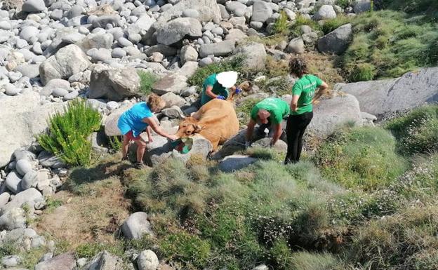 Complicado rescate de una vaca que cayó por un acantilado en Tapia de Casariego