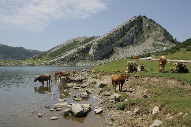 La sequía deja sin agua los pastos de alta montaña