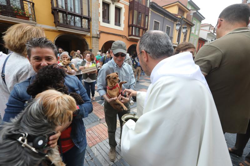 Los perros vuelven a Galiana por San Roque
