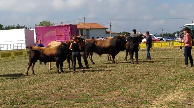 «El sector está haciendo un esfuerzo brutal para mejorar la calidad del ganado»