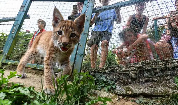 La mejora de los accesos a El Bosque reimpulsa las visitas al zoológico de Oviedo tras la pandemia