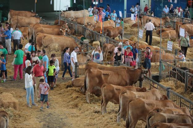 El concurso de ganado de San Agustín regresa a La Magdalena con 443 reses