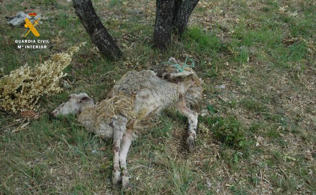 Un ganadero ata a una oveja a un árbol y la abandona a pleno sol