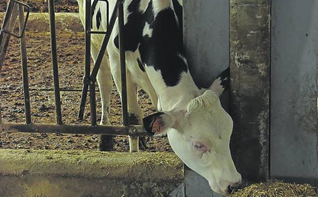 Crece más de un 20% el sacrificio de vacas de leche en Asturias por los elevados costes