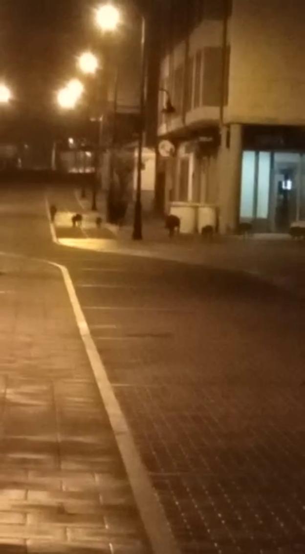Una piara de jabalíes se pasea por el centro de Piedras Blancas