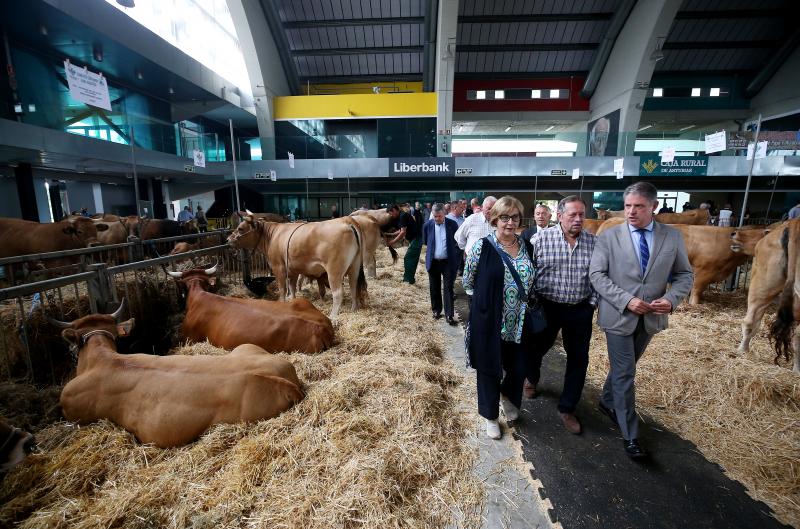 Las vacas desfilan de nuevo en La Magdalena