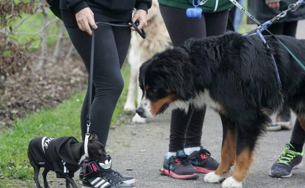 Asturias obligará a vacunar contra la rabia a todos los perros, gatos y hurones