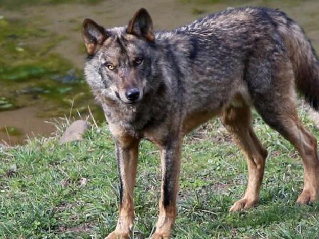 Los lobos matan a un potro en Llosorio