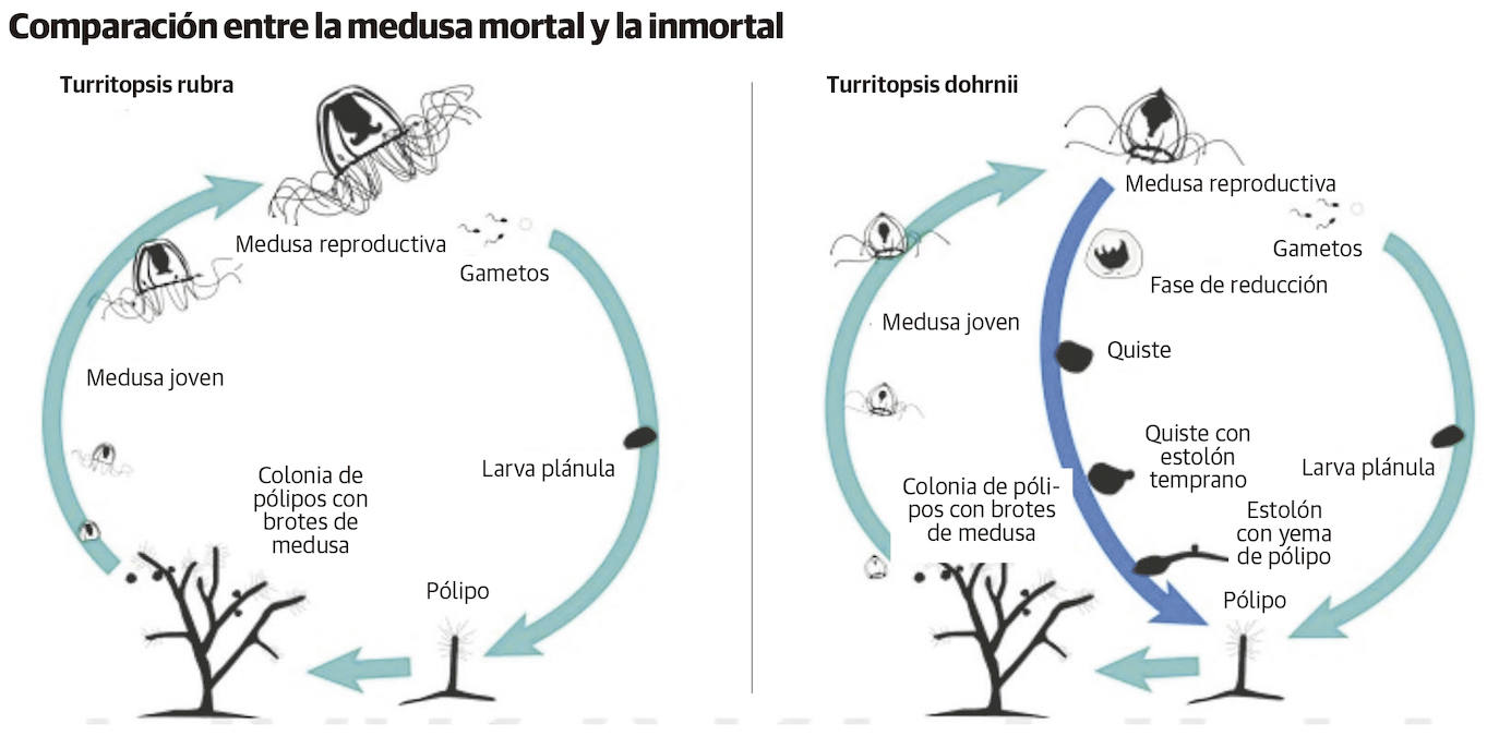 Medusas inmortales desvelan las claves para luchar contra el envejecimiento