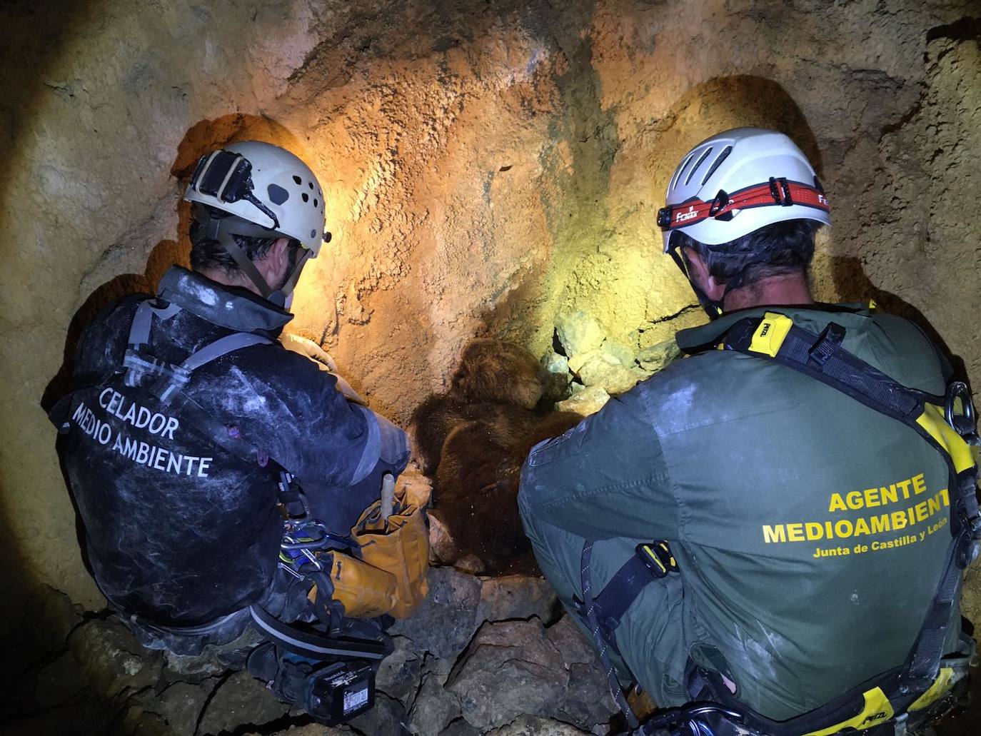 Hallan muertos a la osa que se despeñó por salvar a su cría y a los dos oseznos desaparecidos